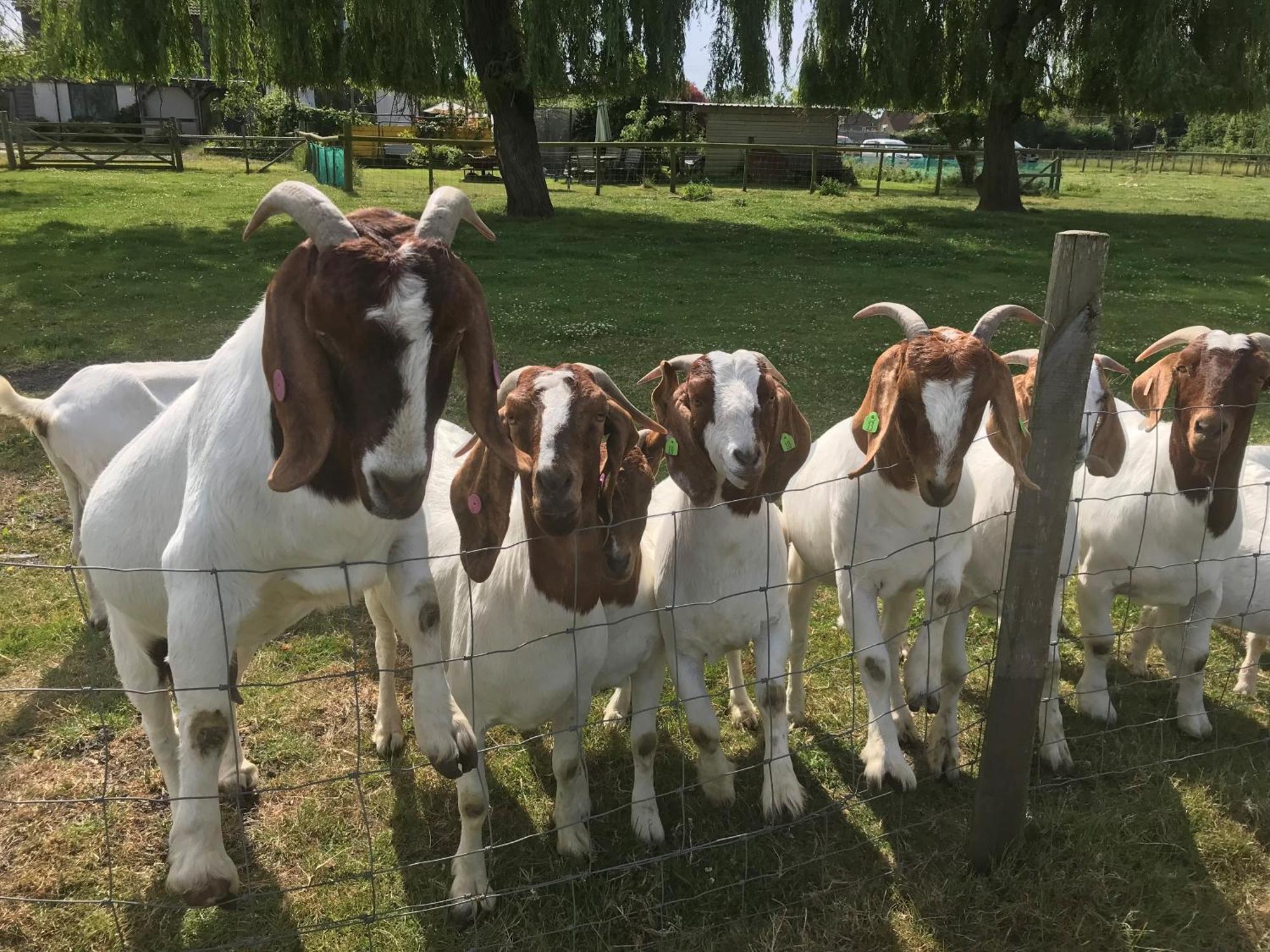 Withy Farm Bed & Breakfast Canterbury Dış mekan fotoğraf